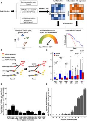 The microRNA target site profile is a novel biomarker in the immunotherapy response